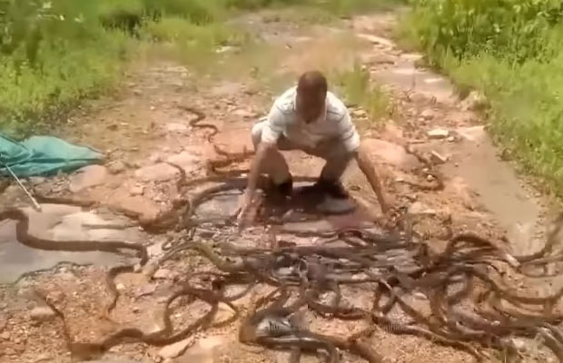 Olomon tomonidan charchoq darajasiga qadar sikildi