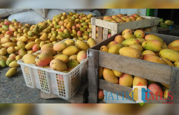 Mangga hasil panen para petani di Kecamatan Banyakan. (foto: Eko Arif S/ JatimTIMES)