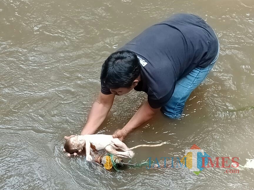 Kondisi saat jasad bayi laki-laki yang ditemukan Syafak dievakuasi dari Sungai Pecari, Genteng Kulon