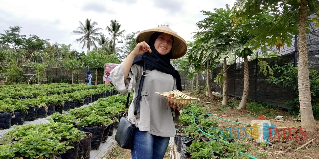 Salah seorang wisatawan tengah memetik strawberry di wisata petik strawberry Kemirigede.(Foto : Team BlitarTIMES)