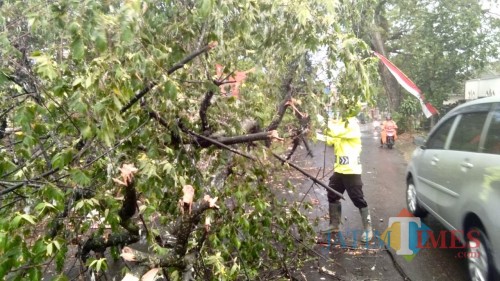 Kondisi pohon tumbang di Jl Ir Soekarno. (Foto: istimewa)
