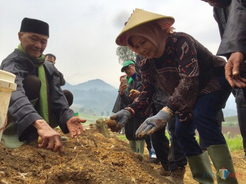 Wali Kota Batu saat menanam kentang usai melakukan ritual di area persawahan Brakseng Desa Sumber Brantas Kecamatan Bumiaji, Sabtu (24/11/2018). (Foto: Irsya Richa/MalangTIMES)