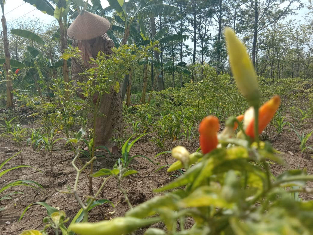 Kasemi (60), petani asal Desa Marmoyo, Kecamatan Kabuh, Kabupaten Jombang. (istimewa)