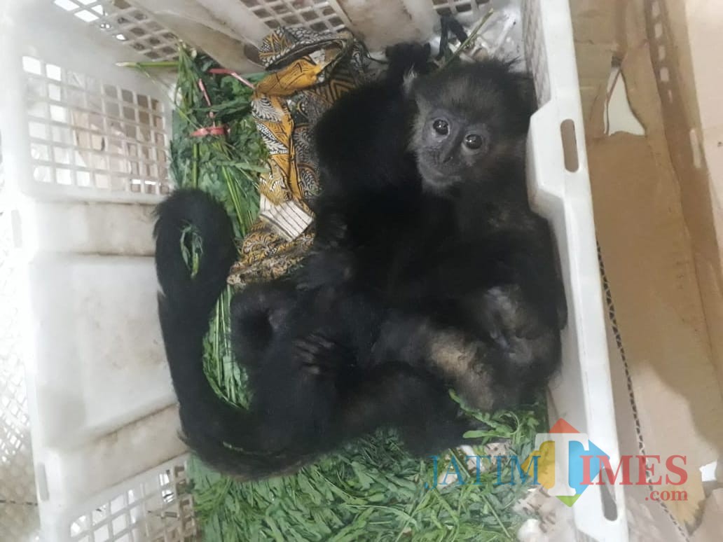 Anakan Lutung Jawa yang berhasil diamankan BKSDA Jawa Timur di Malang. (Foto: BKSDA Jatim for MalangTIMES)