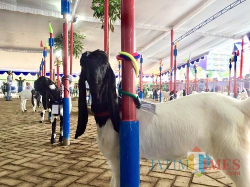 Salah satu kambing yang akan dinilai oleh dewan juri di atas panggung Eco Green Park, Sabtu (8/12/2018). (Foto: Irsya Richa/MalangTIMES)