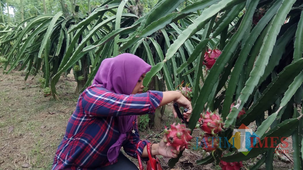 salah seorang wisatawan memetik buah naga langsung dari pohonnya