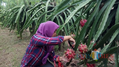 salah seorang wisatawan memetik buah naga langsung dari pohonnya