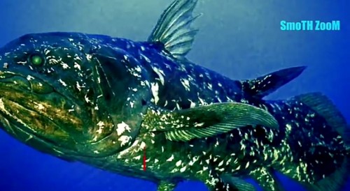 Dianggap Punah Nyatanya Monster Monster Laut Purba Ini Masih Ada