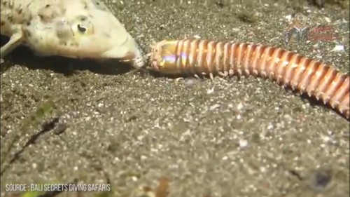 Robbit Worm Monster. (Sumber: youtube)