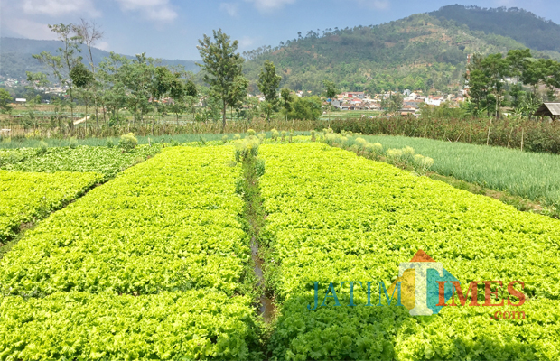 Pertanian sayur andewi di area persawahan Dusun Santrean, Desa Sumberejo, Kecamatan Batu, Kamis (26/10/2017). (Foto: Irsya Richa/BatuTIMES)