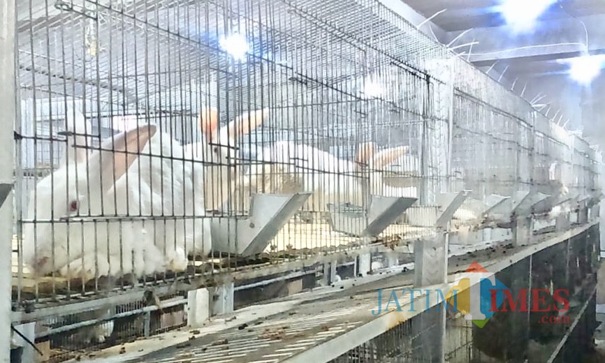 Ratusan kelinci yang berada di kandang Close House Balai Kota Among Tani. (Foto: Irsya Richa/MalangTIMES)