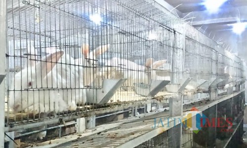 Ratusan kelinci yang berada di kandang Close House Balai Kota Among Tani. (Foto: Irsya Richa/MalangTIMES)