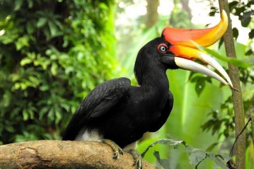 Burung rangkong yang mulai punah di Malang Selatan. (Ist)