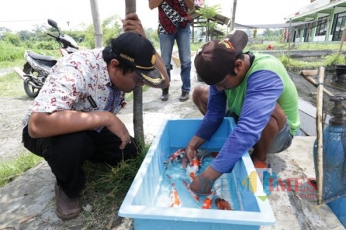 Peternak ikan Koi saat memilah ikan Koi. (ist)