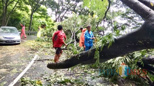 Para petugas sedang melakukan pemotongan pohon di jalan Trunojoyo atau Payung II Kelurahan Songgokerto, Kecamatan Batu. (Foto: istimewa)