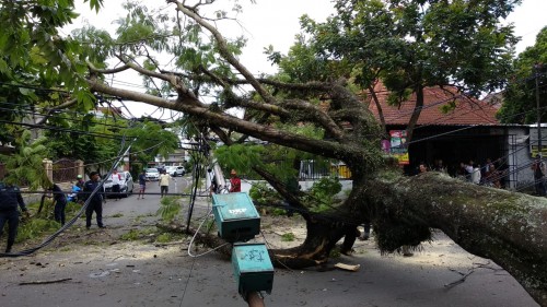 Pohon tumbang di Jl. Arjuno Kota Malang mengakibatkan tiang listrik turut roboh, Minggu (27/1/2019). (istimewa)