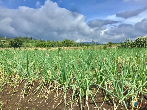 Bawang prei tumbang di lahan milik warga di Dusun Tutup Desa Torongrejo Kecamatan Junrejo. (Foto: Irsya Richa/MalangTIMES)