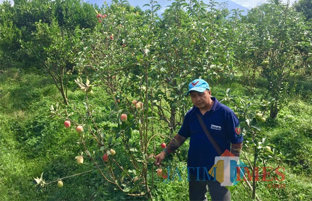 Hamparan luas perkebunan buah apel di Desa Tulungrejo, Kecamatan Bumiaji. (Foto: Irsya Richa/BatuTIMES)
