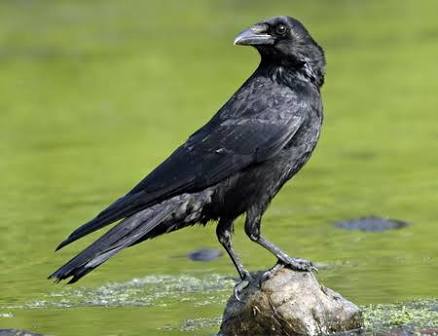 Misteri 8 Hewan Pembawa Pesan Pesan Kebaikan Hingga Pesan Kematian