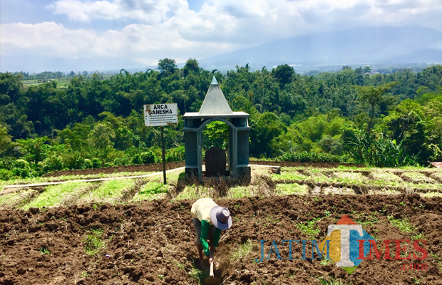 Arca Ganesha letaknya berada di tengah persawahan milik Rewang di Dusun Klerek, Desa Torongrejo, Kecamatan Junrejo. (Foto: Irsya Richa/BatuTIMES)