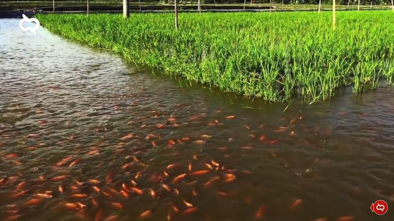 Mina padi salah satu ini inovasi penggabungan pertanian padi dan budidaya ikan.