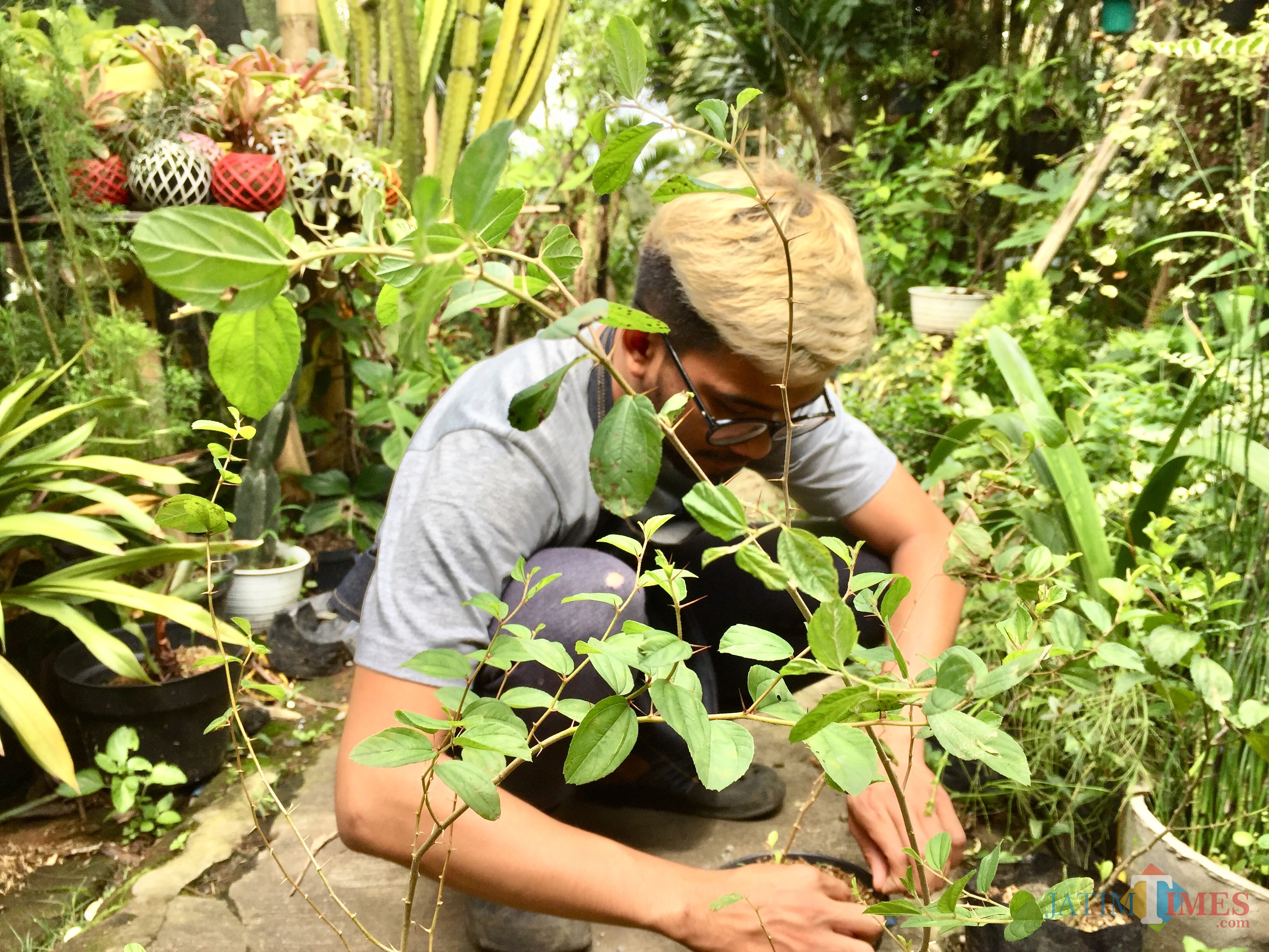 Salah satu petugas di Galery Kokedama sedang merawat tanaman di Jalan Patimura, Kelurahan Temas, Kecamatan Batu. (Foto: Irsya Richa/MalangTIMES)