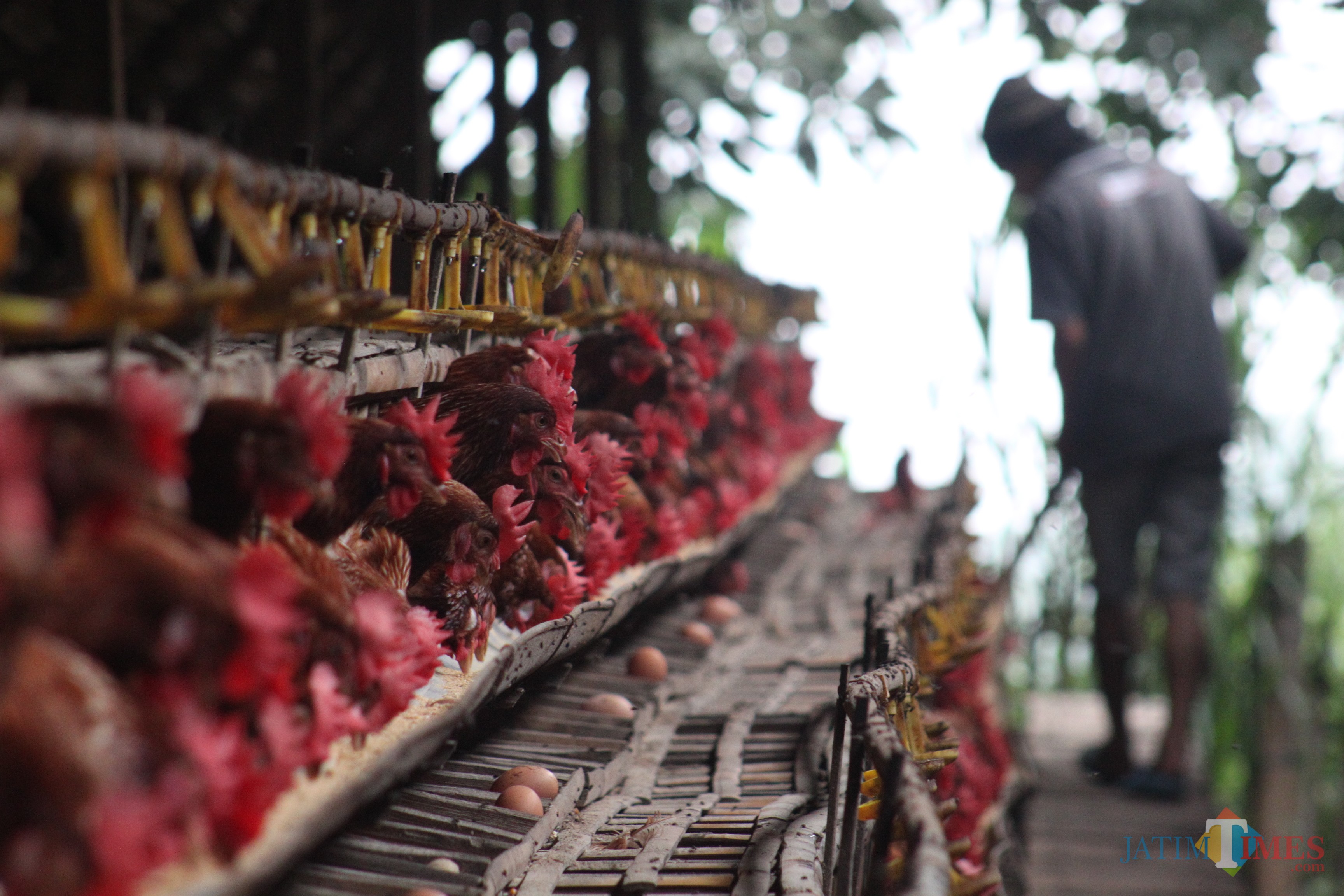 Pemberian pakan oleh penjaga kandang ayam petelor (Foto : Lukmanul Hakim/MalangTIMES)
