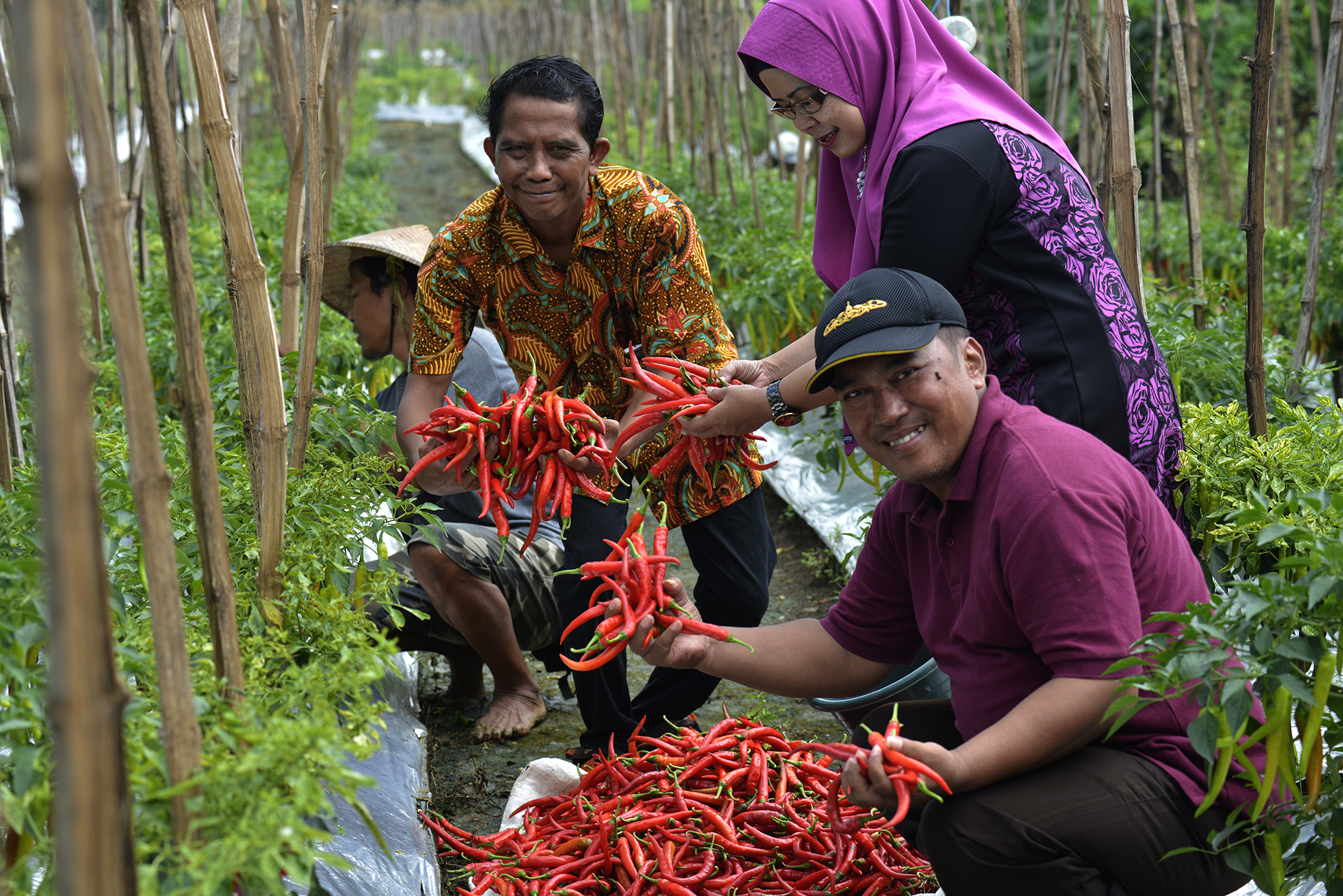 Panen Cabai di Sumur Welut, Kecamatan Lakarsantri