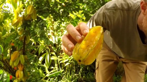 Ilustrasi buah belimbing (Foto : Youtube)