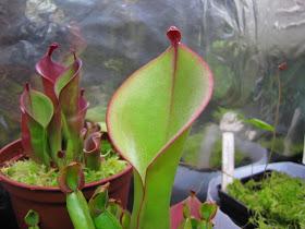 Bentuknya-Cantik-Tapi-10-Tanaman-Ini-Pemakan-Daging-yang-Mematikan77d57762838ef2232.jpg