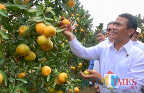 Menteri Pertanian Andi Amran Sulaiman saat memetik jeruk di Kebun Percobaan (KP) Kliran, Desa Bulukerto, Kecamatan Bumiaji, Selasa (17/7/2018). (Foto: Irsya Richa/BatuTIMES)
