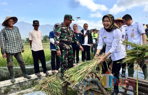 Wali Kota Batu Dewanti Rumpoko saat memanen padi organik di Dusun Caru, Desa Pendem, Kecamatan Junrejo beberapa saat lalu. (Foto: Irsya Richa/MalangTIMES)