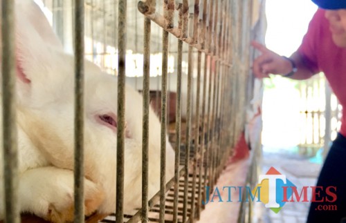 Salah satu kelinci hibrida yang dikembangkan di Desa Bumiaji, Kecamatan Bumiaji. (Foto: Irsya Richa/BatuTIMES)