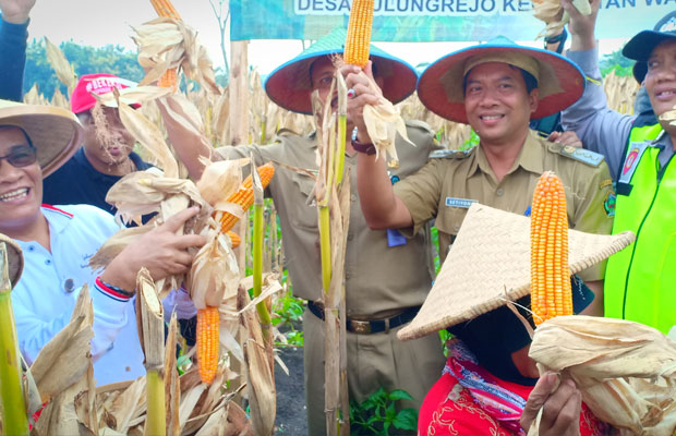 Panen raya jagung di Desa Tulungrejo, Kec Wates, Kabupaten Blitar