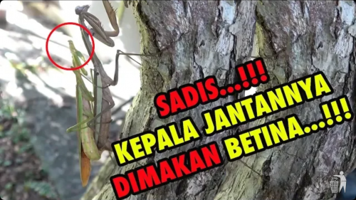 Ilustrasi proses berkembang biak hewan (YtCrash)