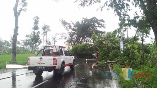 Ilustrasi pohon tumbang akibat diterjang angin kencang, Kabupaten Malang (Foto : Dokumen MalangTIMES)