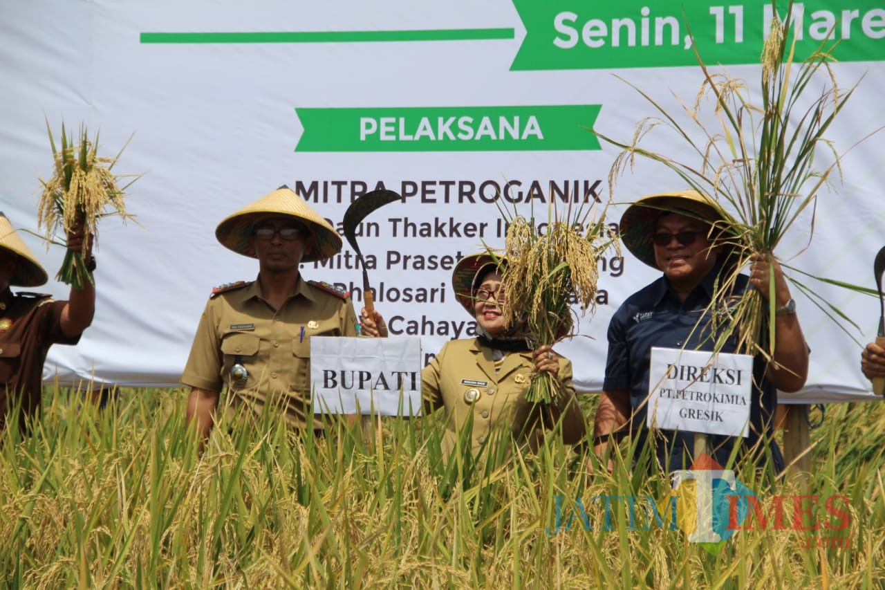 (tengah) Bupati Jombang, Hj Mundjidah Wahab saat memanen padi di kampung petroganik, Kecamatan Megaluh. (Foto : Adi Rosul / JombangTIMES)