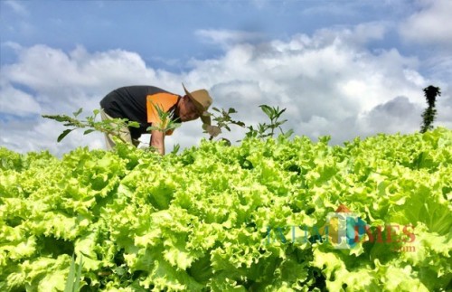 Salah satu petani saat melakukan perawatan sayur andewi di Dusun Klerek, Desa Torongrejo, Kecamatan Junrejo. (Foto: Irsya Richa/BatuTIMES)
