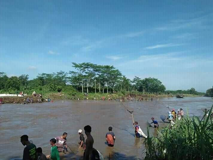 Musim Pladu / Foto : Istimewa / Tulungagung TIMES