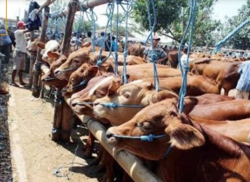 Pasar hewan Singosari yang lama dan terbilang memiliki fasilitas bagi pedagang (Saka Doci)