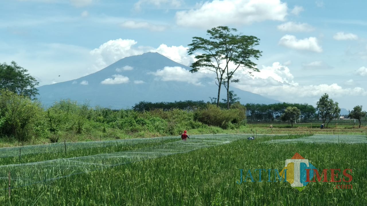 Para petani di kawasan Kecamatan Kedungkandang, Kota Malang tengah memasang jaring pengaman untuk tanaman padi. (Foto: Nurlayla Ratri/MalangTIMES)