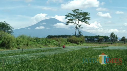 Para petani di kawasan Kecamatan Kedungkandang, Kota Malang tengah memasang jaring pengaman untuk tanaman padi. (Foto: Nurlayla Ratri/MalangTIMES)