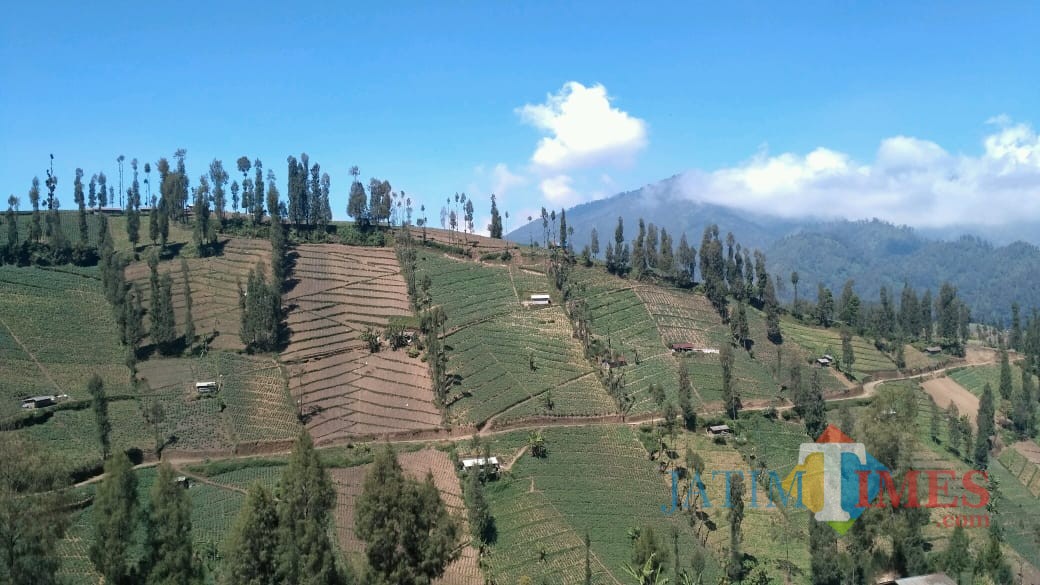 Suasana kawasan pertanian di sekitar Gunung Bromo. (Foto: Nurlayla Ratri/MalangTIMES)