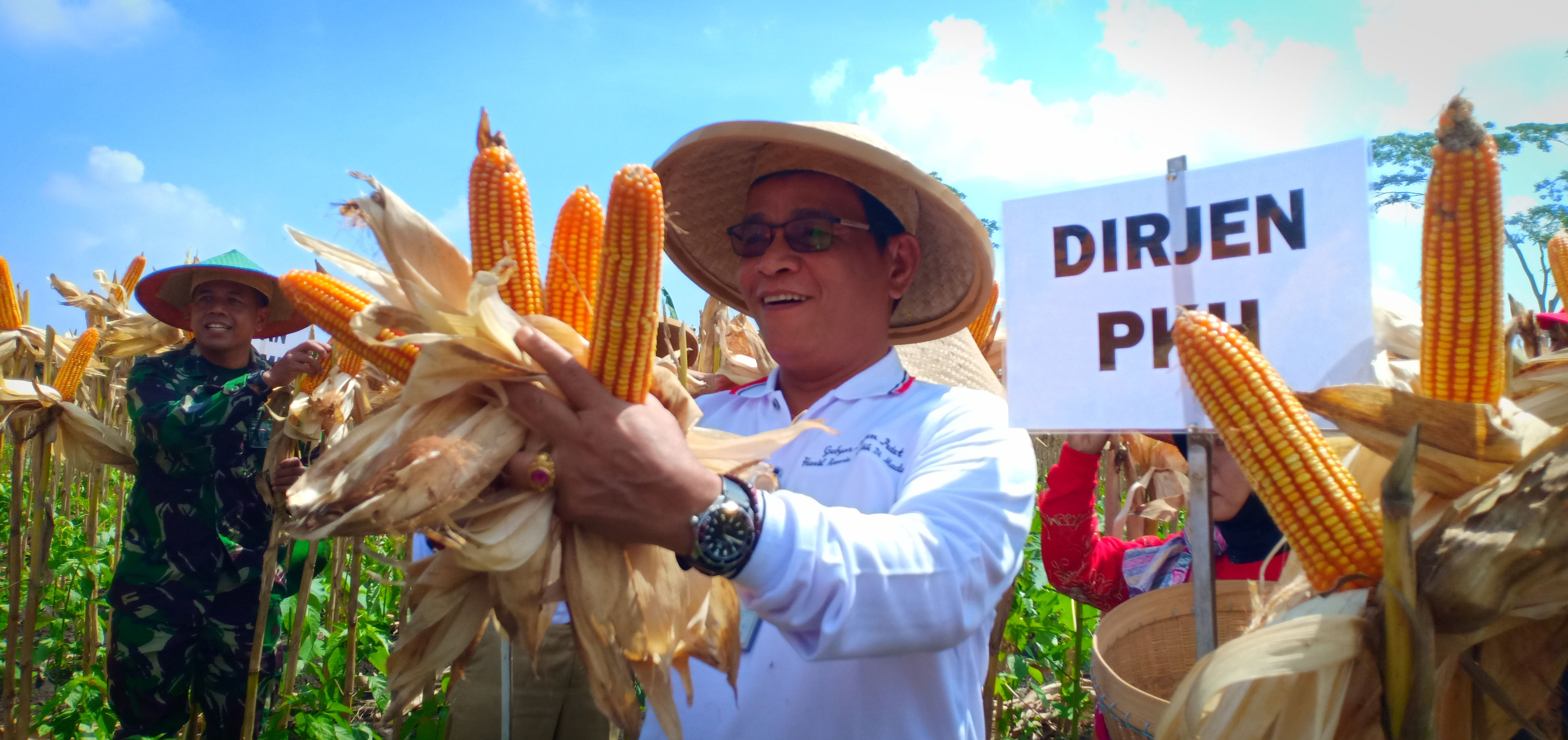 Dirjen Peternakan dan Kesehatan Hewan Kementan RI pimpin panen raya jagung di Desa Tulungrejo Wates.(Ist)