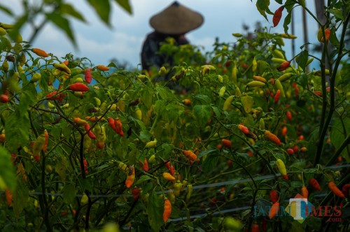Ladang cabai di Desa Sumberejo yang rusak akibat curah hujan yang tinggi sejak Januari 2019