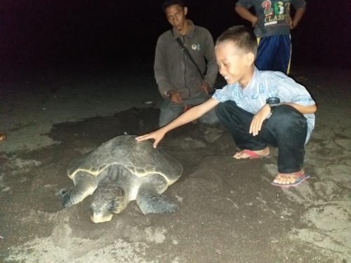 Seorang pengunjung berfoto dengan penyu usai hewan lindung itu bertelur