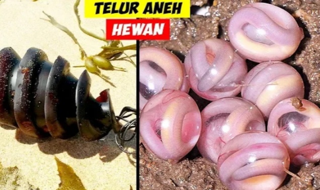 Telur hewan yang berbentuk aneh (Daftar5)