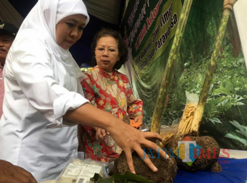 Gubernur Jawa Timur Khofifah Indar Parawansa