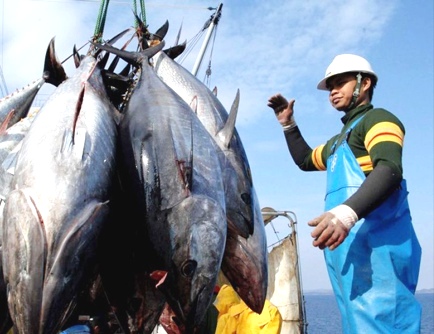 Hasil tangkap ikan tuna di Malang Selatan terus mengalami penurunan dikarenakan cuaca (Ist)