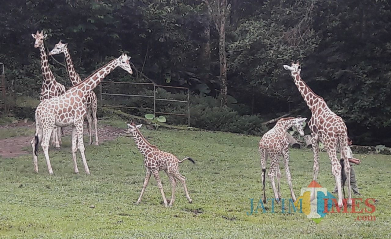 Bayi jerapah di Taman Safari Prigen.